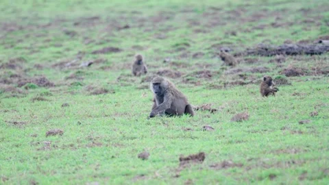 Olive Baboons Eating Stock Footage 305124625