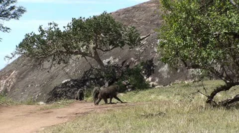 Olive baboons Stock Footage 10736807