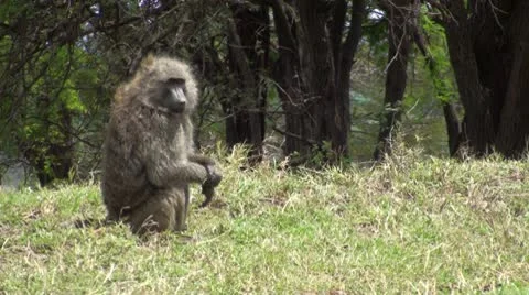 Olive baboons Stock Footage 10736813