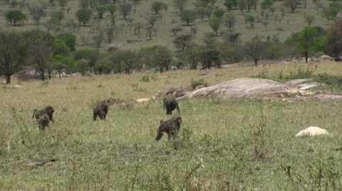 Olive baboons Stock Footage 10736826