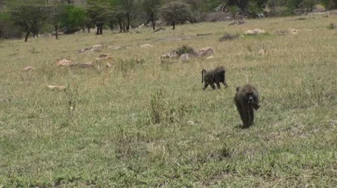 Olive baboons Stock Footage 10736831