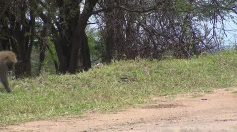 Olive baboons Stock Footage 10736840