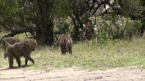 Olive baboons Stock Footage 10736849