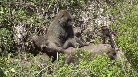 Olive baboons Stock Footage 10739232