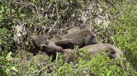 Olive baboons Stock Footage 10739233