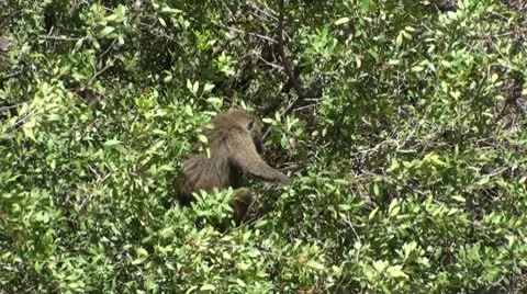 Olive baboons Stock Footage 10739294