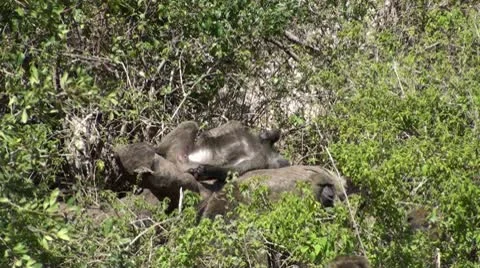 Olive baboons Stock Footage 10739307