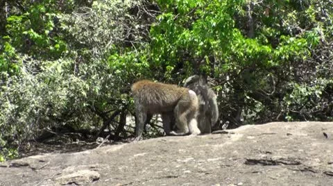 Olive baboons Stock Footage 10739319