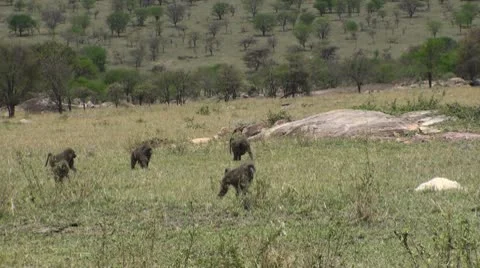 Olive baboons Stock Footage 10739354