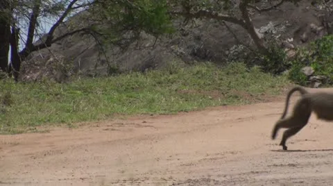 Olive baboons Stock Footage 10739371