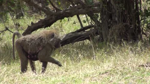 Olive baboons Stock Footage 10739388
