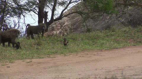 Olive baboons Stock Footage 10739437