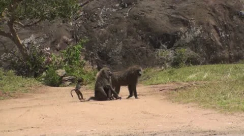 Olive baboons Stock Footage 10739443