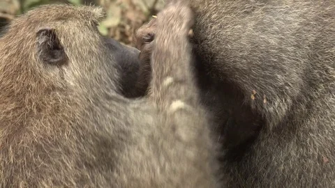 Olive baboons grooming (Uganda) Video stock 84611895