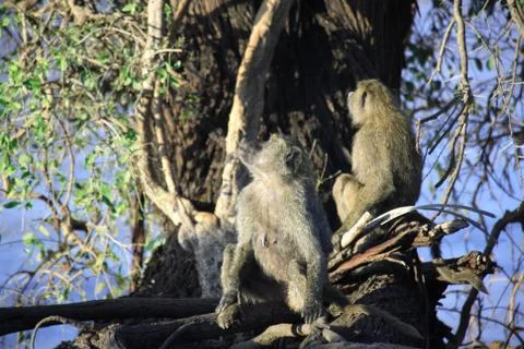 Olive baboons Stock Photos
