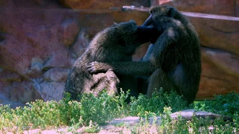 Olive baboons show their ferocious teeth as they playfight Stock Footage 272565628