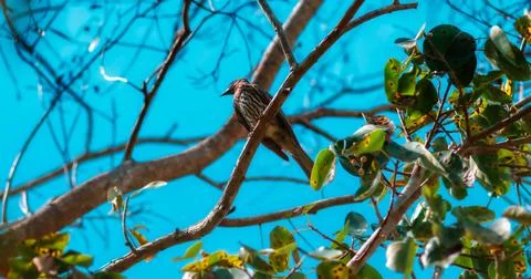 Olive-Backed Oriole Stock Photos