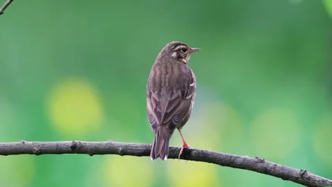 Olive-backed Pipit Perched on Tree Branch. Stock Footage 331118220