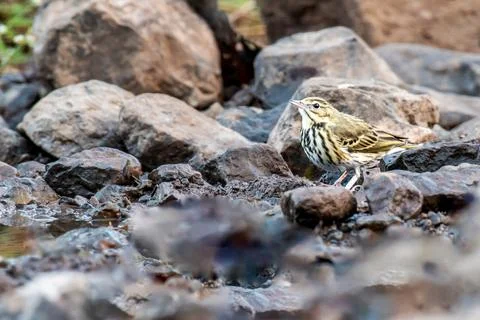 Olive backed Pipit Stock-Fotos