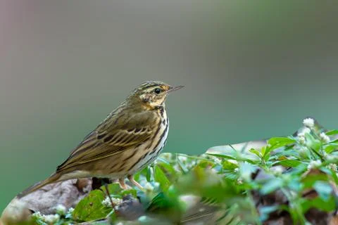 Olive backed Pipit Stock Photos
