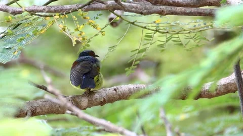 Olive-backed Sunbird also known as the yellow-bellied sunbird on tree brunche Stock Footage 141018101