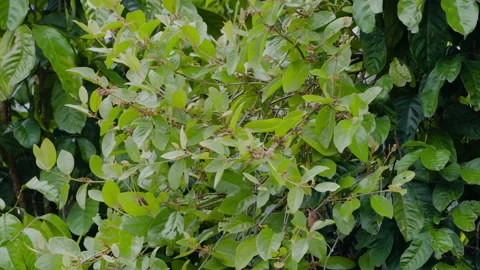 The olive-backed sunbird also known as the yellow-bellied sunbird (Nectarin.. Stock Footage 235209890