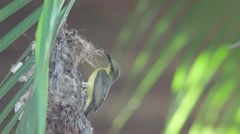 Olive-backed sunbird behavior in front of the nest entrance Stock Footage 67896099