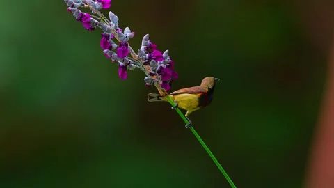 Olive-backed Sunbird Drinking Nectar from Purple Flowers. Stockbeeldmateriaal 328503989