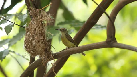 Olive-backed Sunbird Stock Footage 36441859