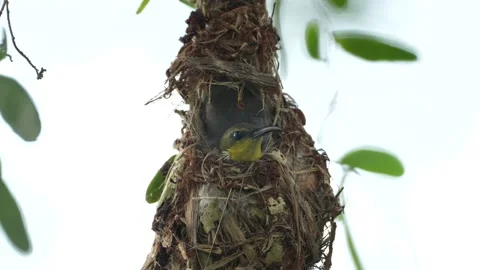Olive Backed Sunbird Nesting Stock Footage 198465506