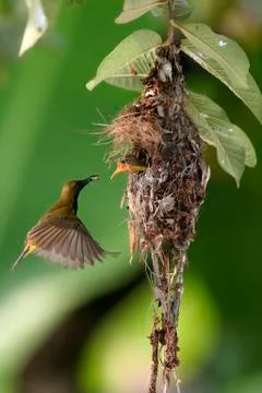 Olive-backed Sunbird Stock Photos
