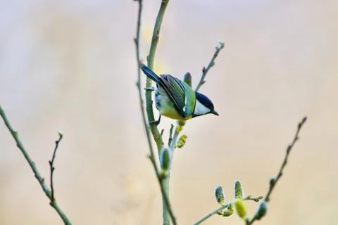 Olive backed Sunbird Stock Photos