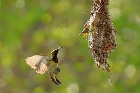 Olive-backed sunbird Stock Photos