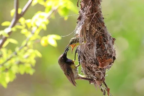 Olive-backed sunbird Stock Photos