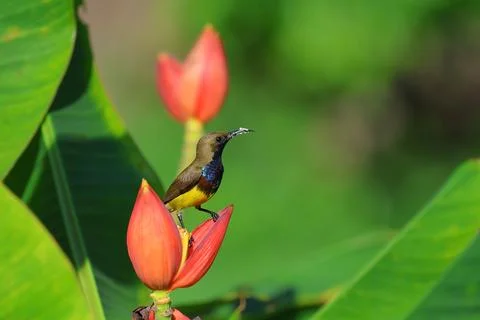 Olive-backed sunbird Stock Photos