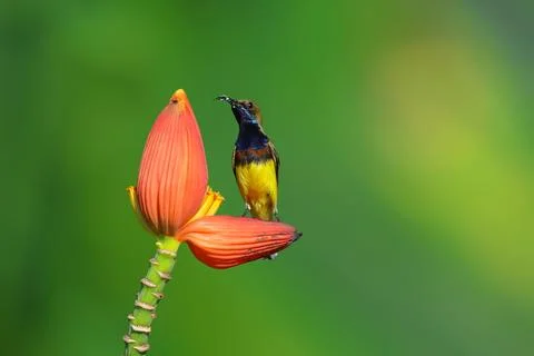 Olive-backed sunbird Stock Photos