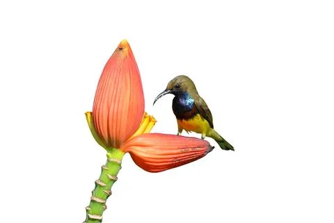 Olive-backed sunbird Stock Photos