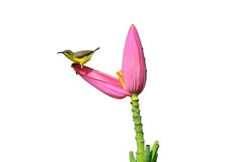 Olive-backed sunbird Foto stock