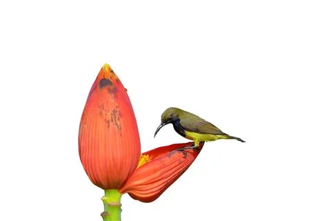 Olive-backed sunbird Stock Photos