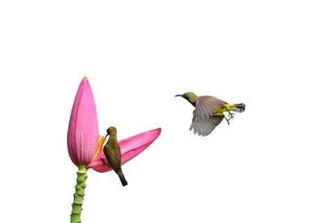 Olive-backed sunbird Foto stock