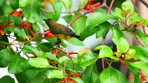 Olive-backed sunbird seeking nectar on Scarlet bush blossom Stock Footage 336418660