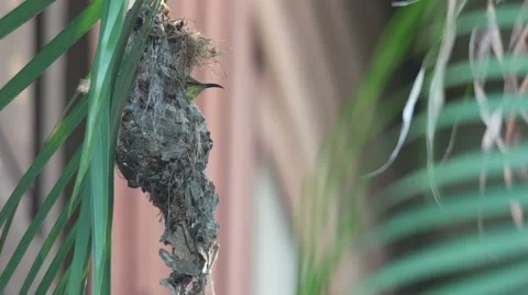 Olive-backed sunbird sleeping in the hive Stock Footage 67960976