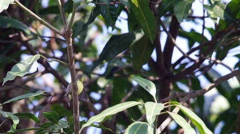 Olive-backed sunbird on the tree branch Stock Footage 58402995