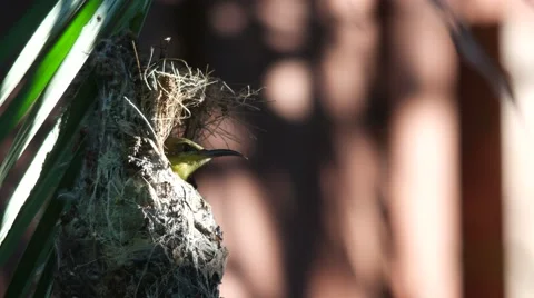 Olive-backed sunbird try to hind in the nest Stock Footage 67960085