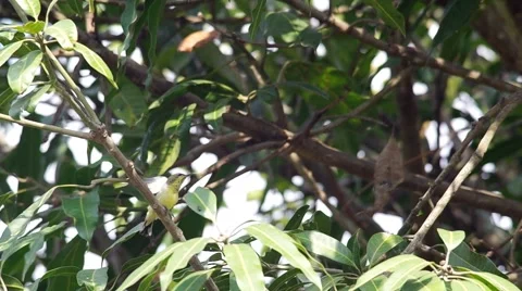 Olive-backed sunbird under the shade Stock Footage 58402960