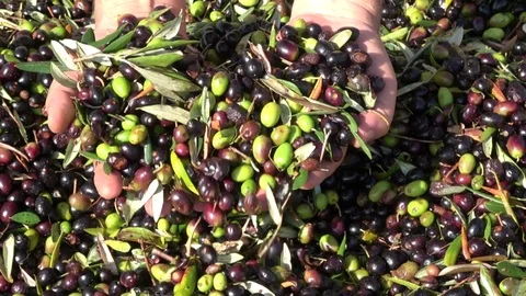 Olive background, after harvesting ready for oil  production Stock Footage 81294679