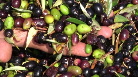 Olive background, after harvesting ready for oil  production Stock Footage 81294786