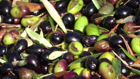 Olive background, after harvesting ready for oil  production Stock Footage 94366953