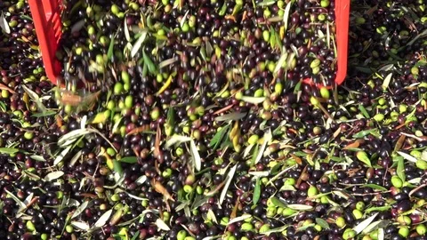 Olive background, after harvesting ready for oil  production, olives falling Stock Footage 105912595