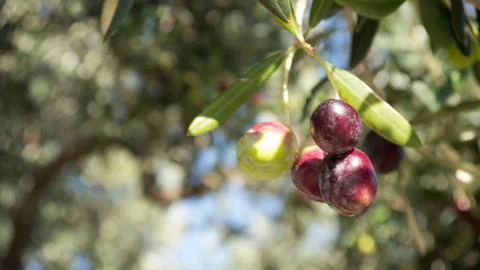 Olive background Stock Photos